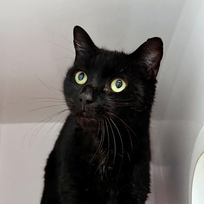 Photo of Shadow Sta014970