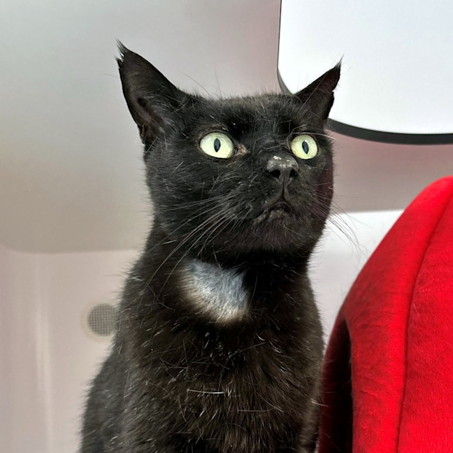 Photo of Humphrey Sta014284