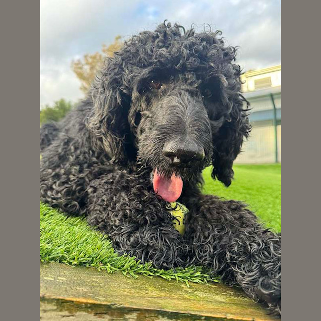 Photo of Scottie