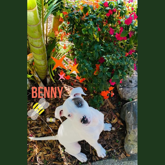 Photo of Benny