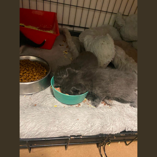 Photo of Circe **2nd Chance Cat Rescue**
