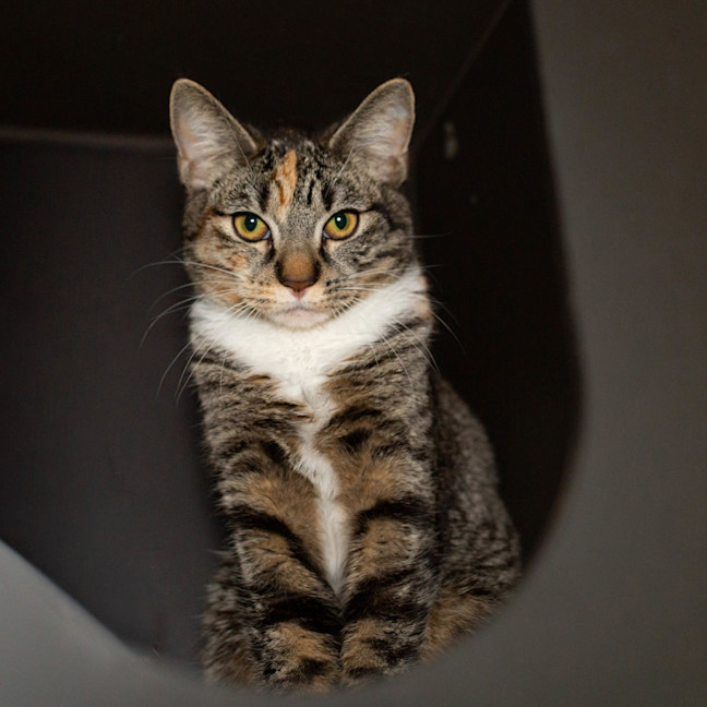 Photo of Thistlewhisp