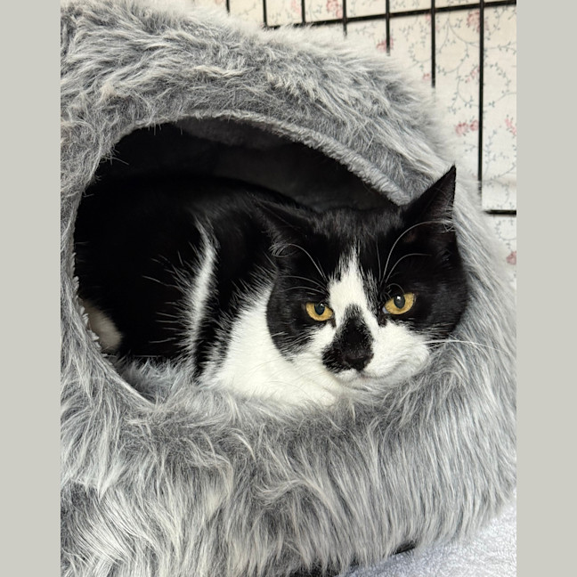 Photo of Smudge