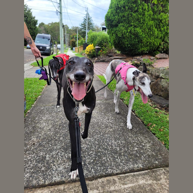 Photo of Flash, The Greyhound