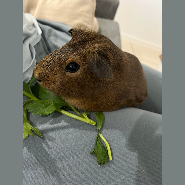 Photo of Milo