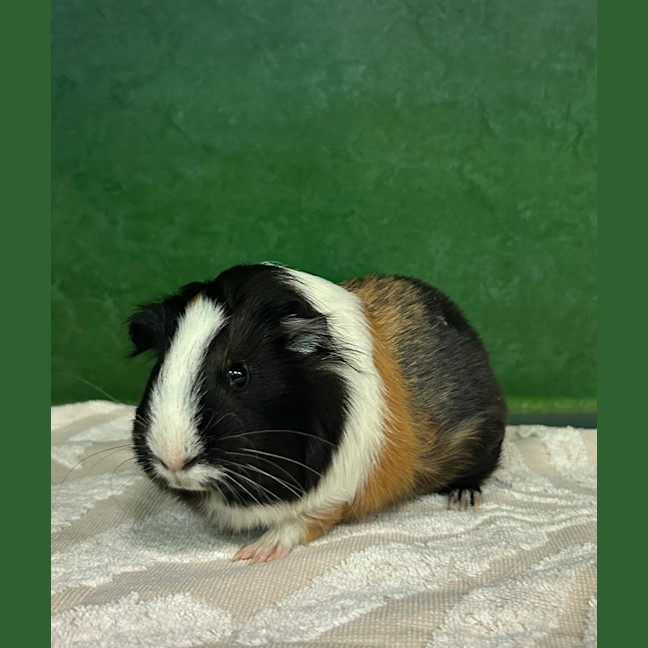 Photo of Quanquan