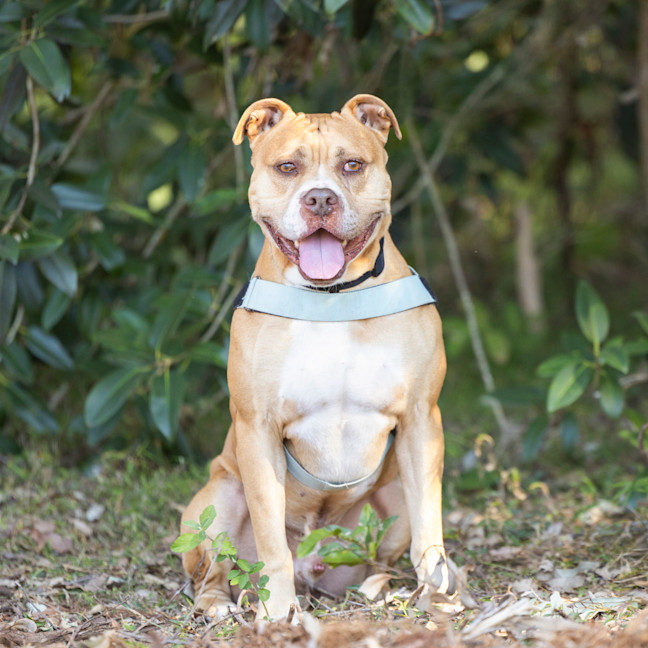 Photo of Butch
