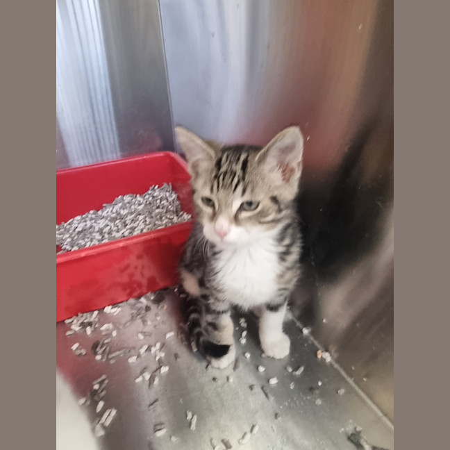 Photo of Pip