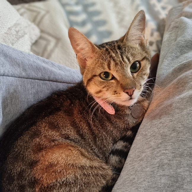 Photo of Peanut