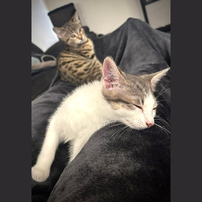 Photo of Toby (Short For Dweezlewamba)