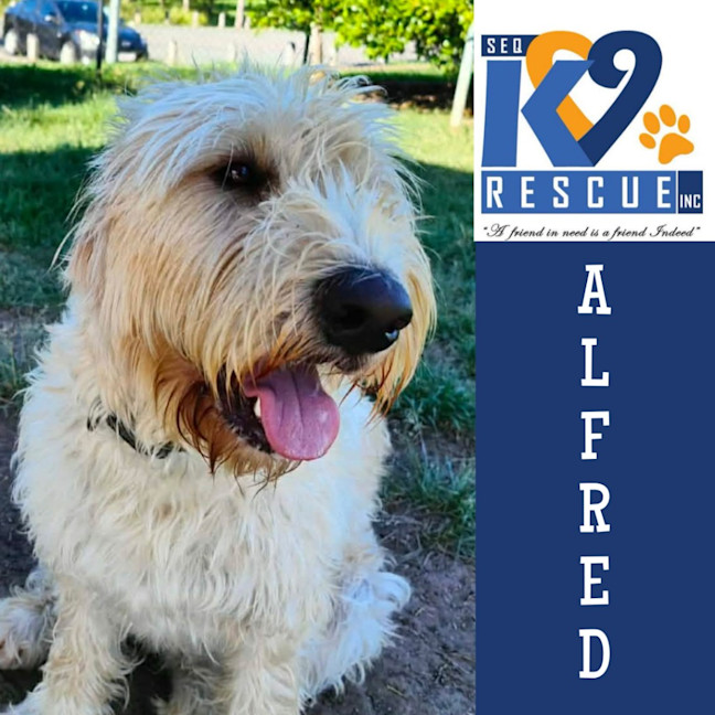 Photo of Alfred