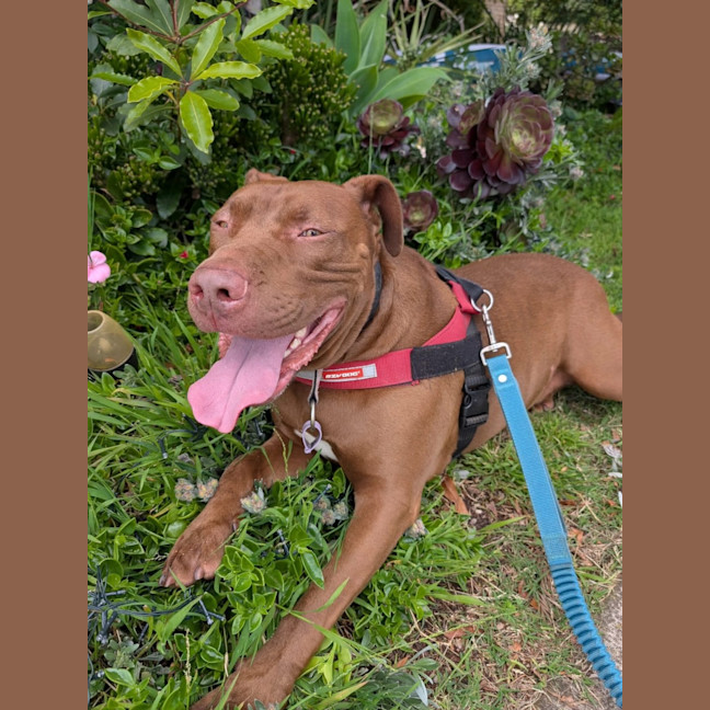 Photo of 🐶 Jeff 🐶