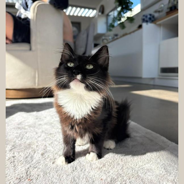 Photo of Tulli   13 Week Old Domestic Medium Hair