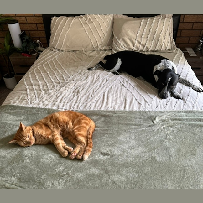 Photo of Arlo   5 Year Old Staffy X