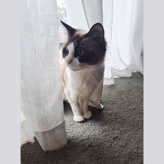 Photo of Aura