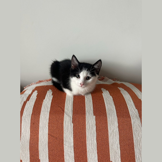 Photo of Dumpling