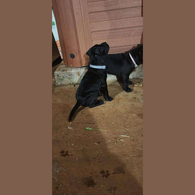 Photo of Liquorice