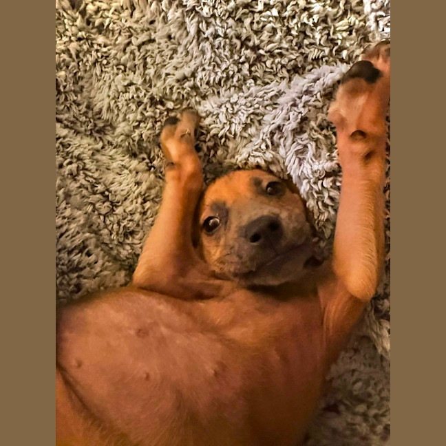 Photo of Beanie Weanie 