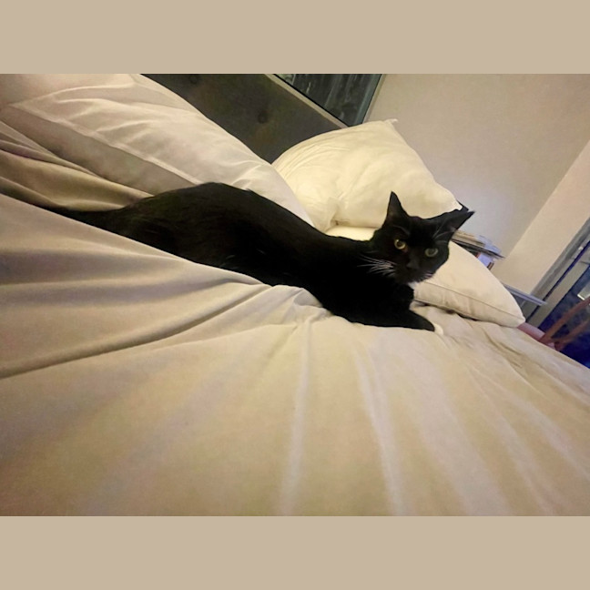 Photo of Socks 