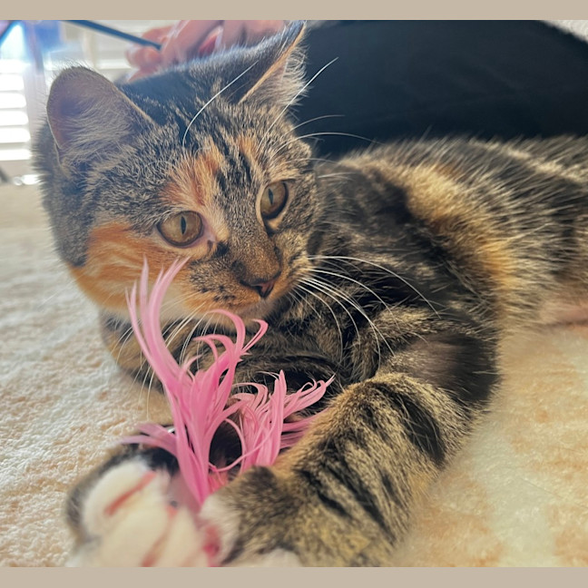 Photo of Melody