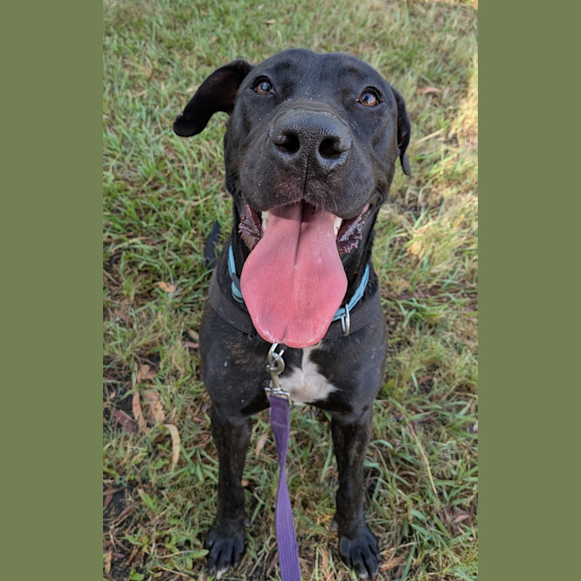Photo of Shadow