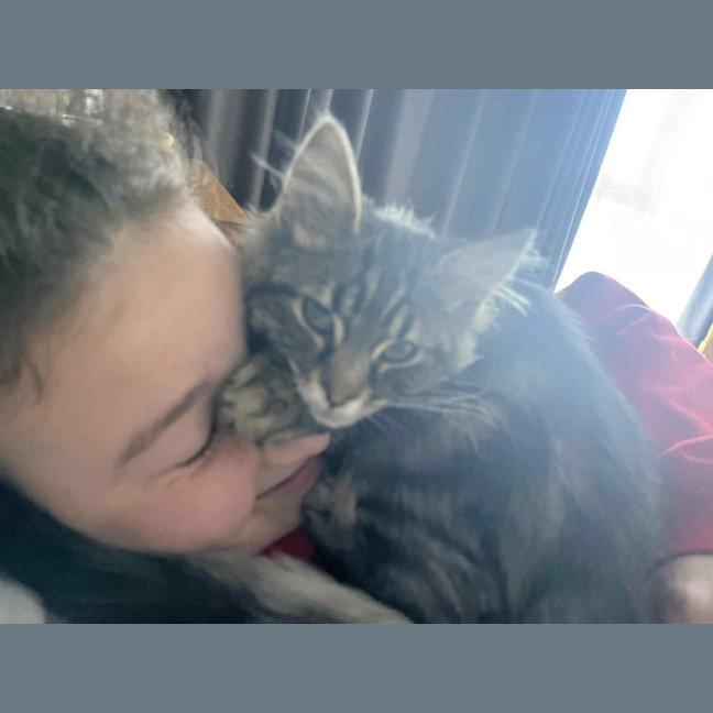 Photo of Spade   In Foster Care In Greensborough