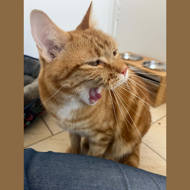 Photo of Willow