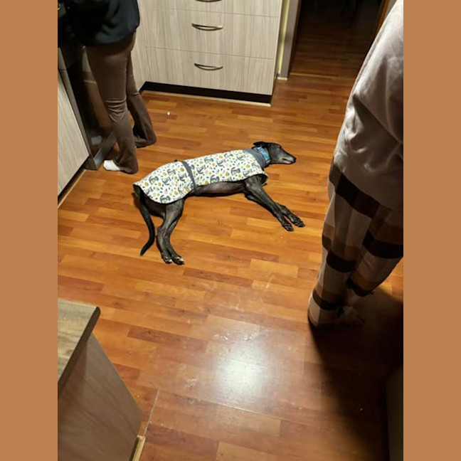 Photo of Jeff, The Greyhound
