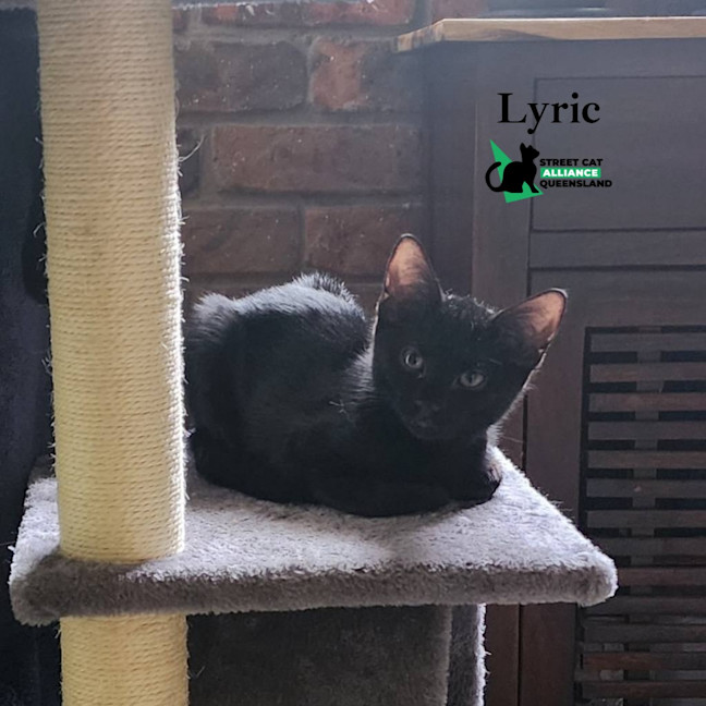 Photo of Lyric