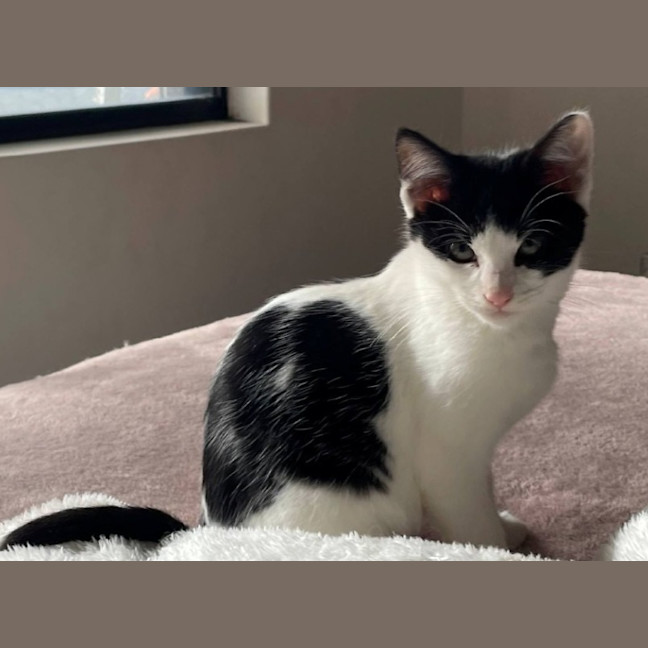 Photo of Bandito