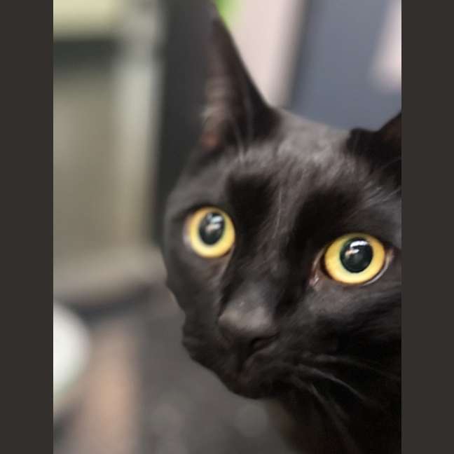 Photo of Lucian