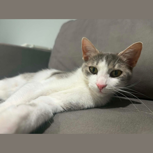 Photo of Phoebe *9 Lives Project Rescue*