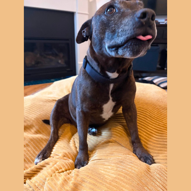 Photo of Diesel
