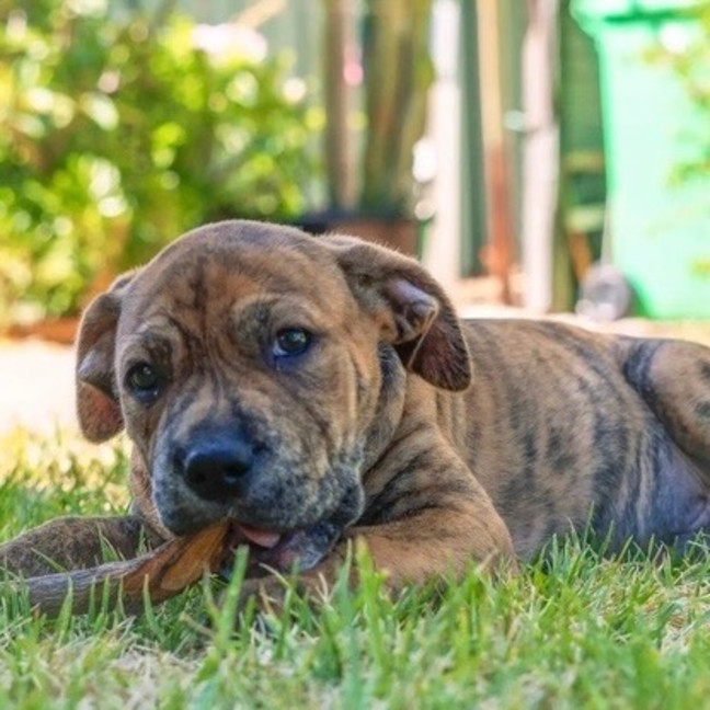 Photo of Tonka