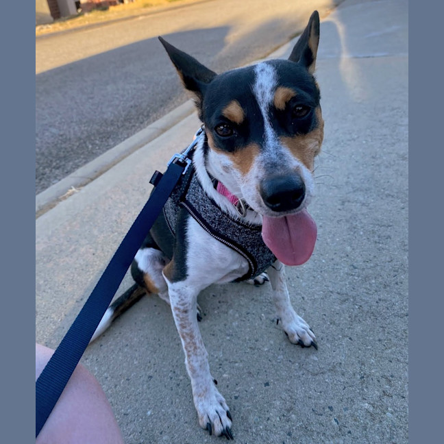 Photo of Pepsi (Was Audrey)