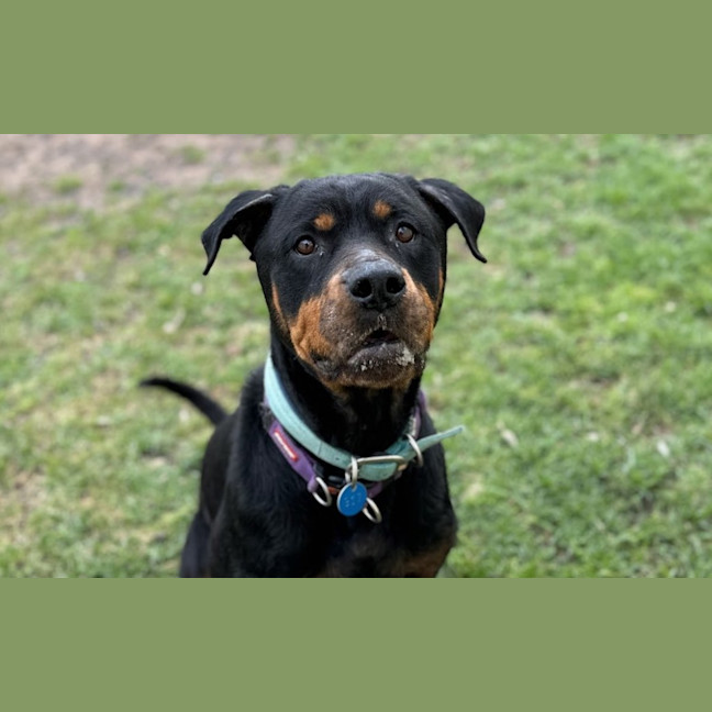 Photo of Ziggy