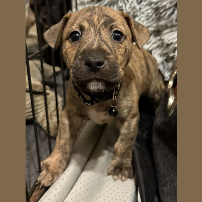 Photo of Collar Black