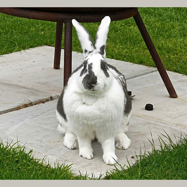 Photo of Lola Bun