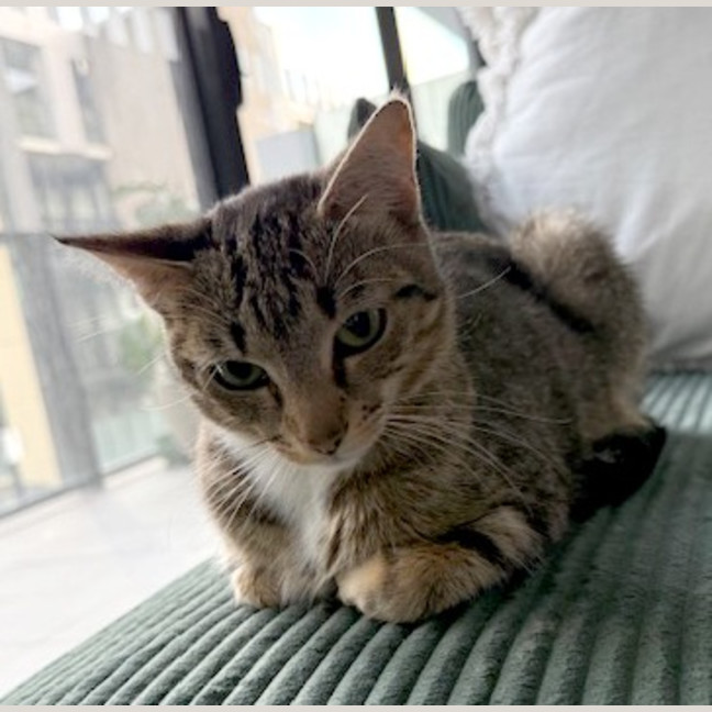 Photo of Turbo Snail