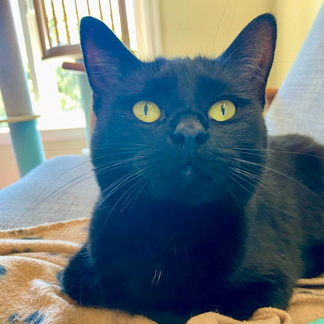 Photo of Jet   Located In Reservoir