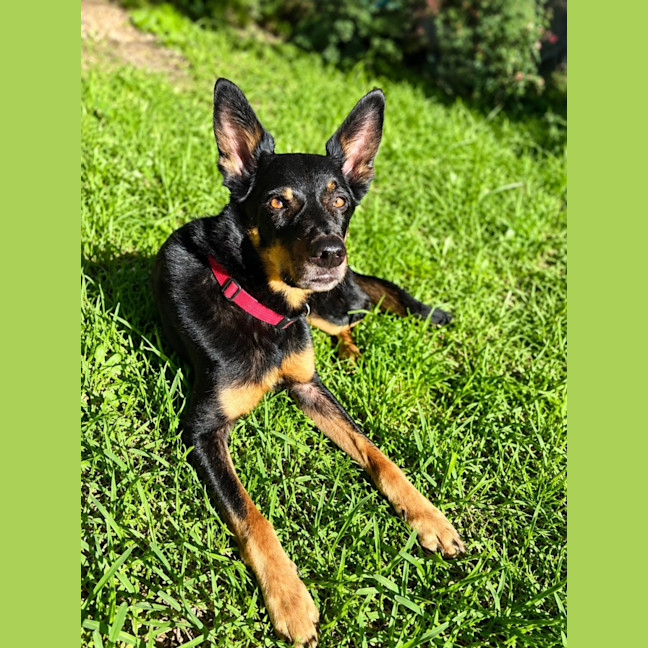 Photo of Cooma   6 Year Old Kelpie