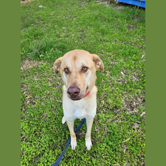 Photo of Gypsy