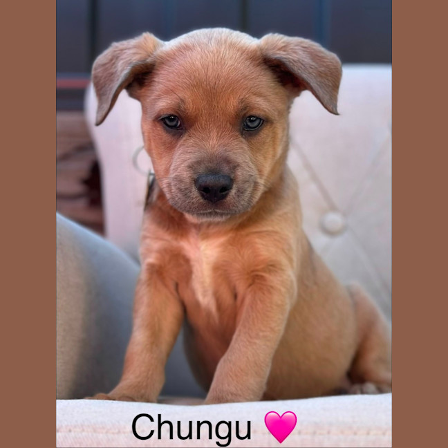 Photo of Chungu