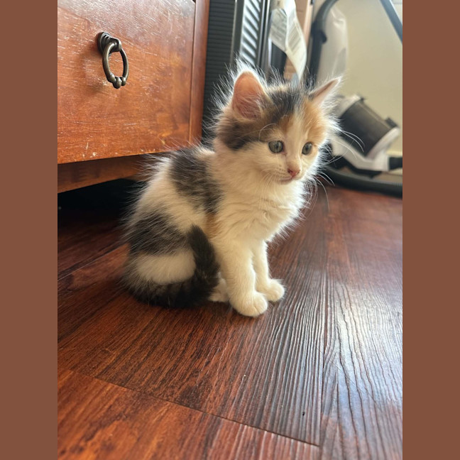 Photo of Meeka
