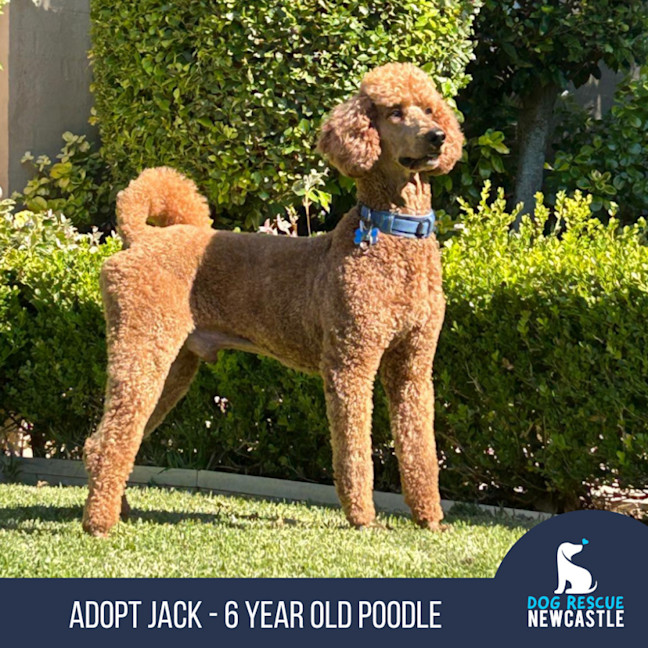 Photo of Jack   6 Year Old Poodle