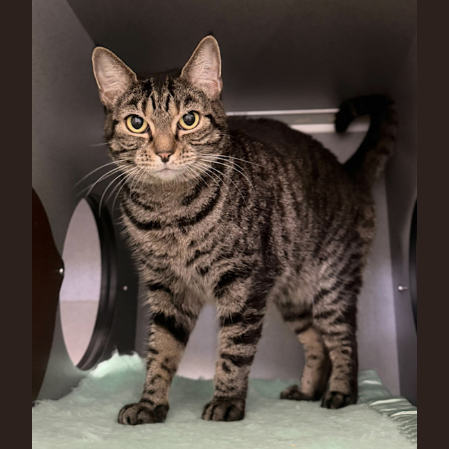 Photo of Juniper