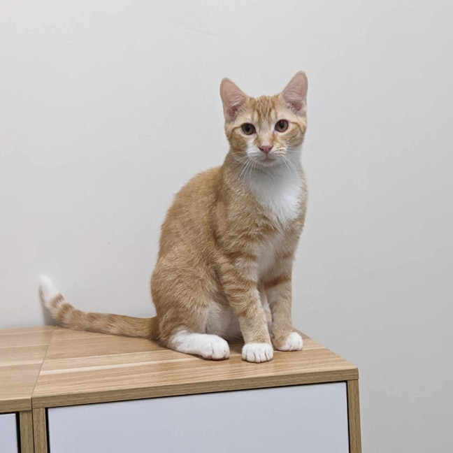 Photo of Scotty   Located In Preston