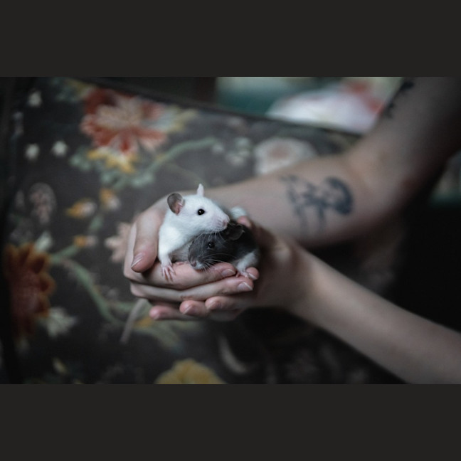 Photo of Willow & Maple