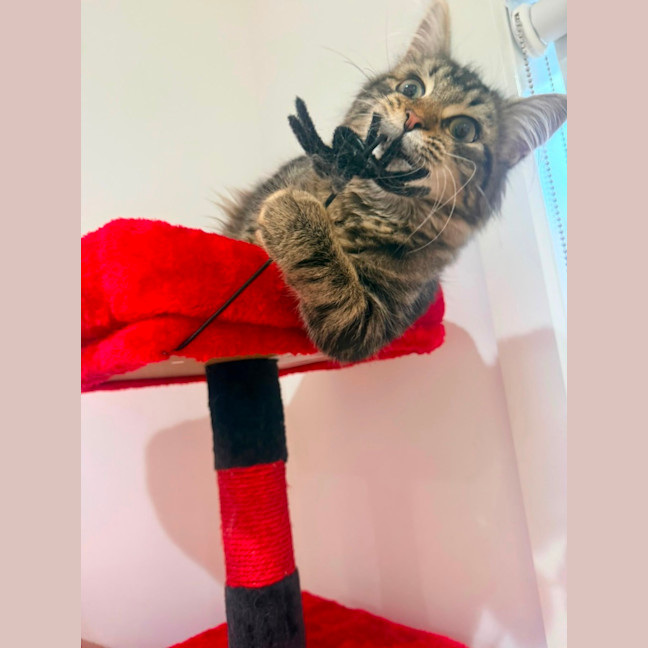 Photo of Goob