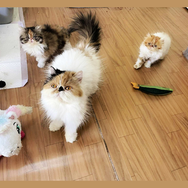 Photo of 🎩Liza Meownelli🎩